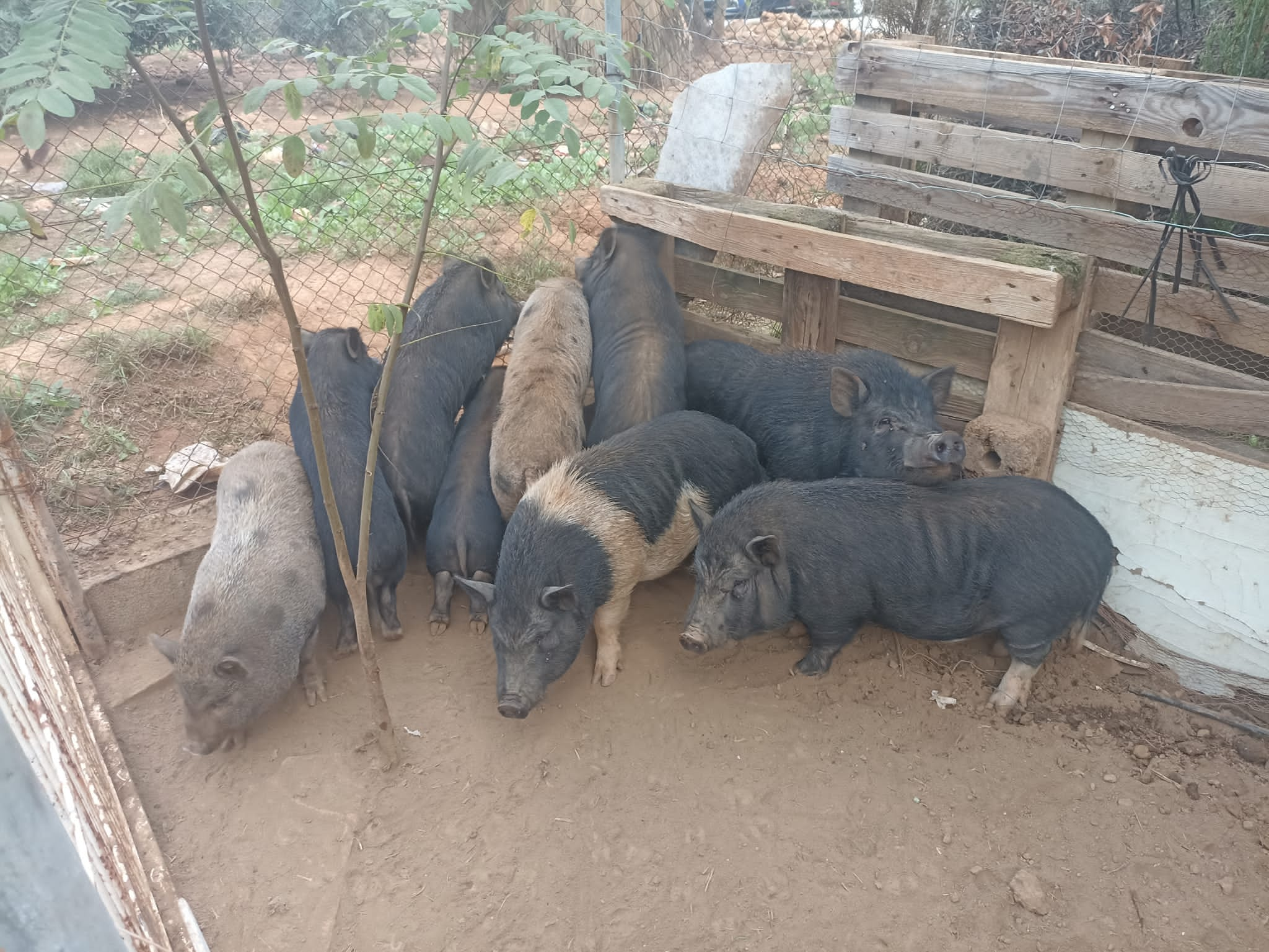 Cerdos vietnamitas capturados en Mestrets en la batida extraordinaria.